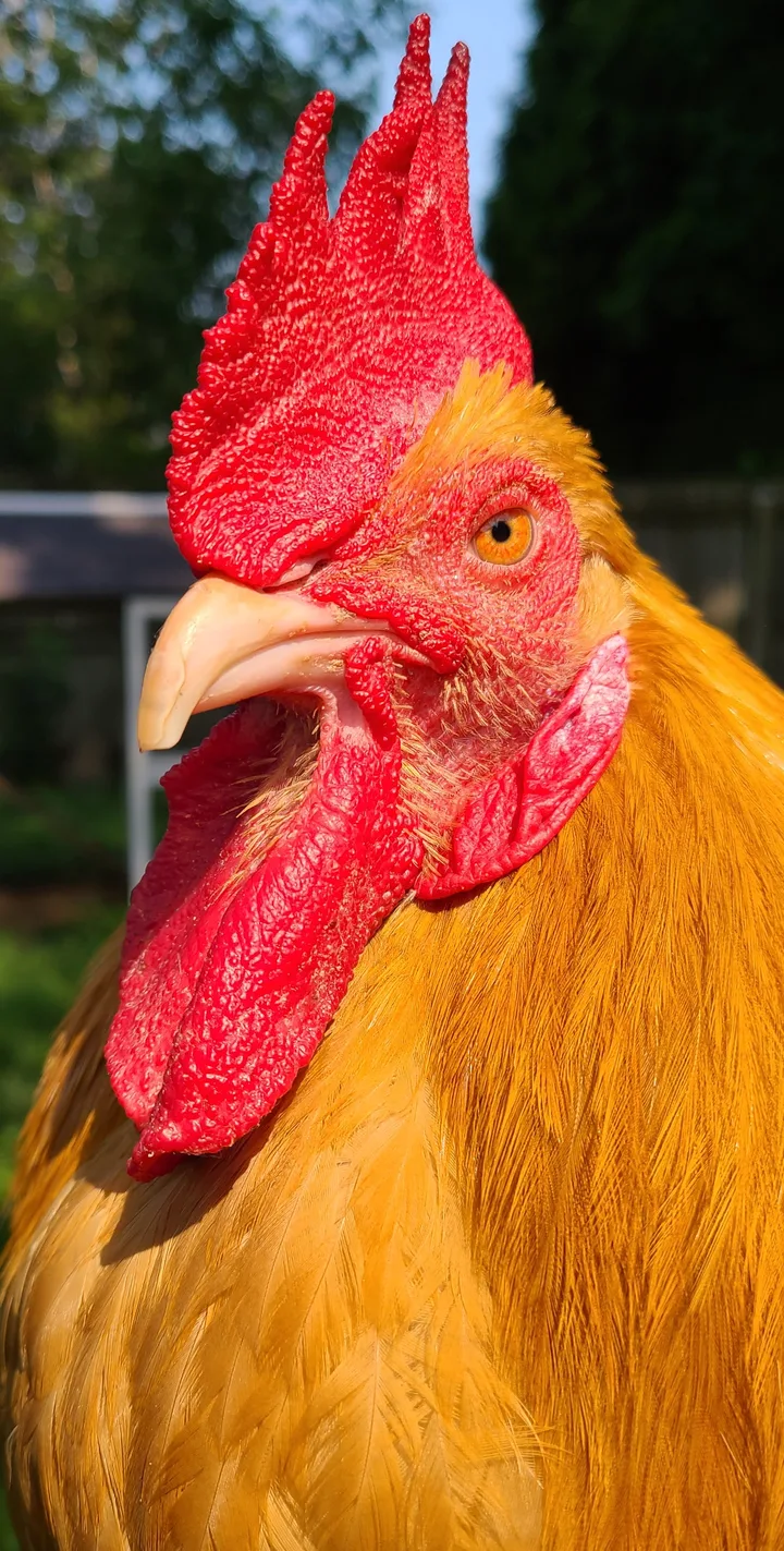 Rex in profile, his golden feathers lit by sunlight.